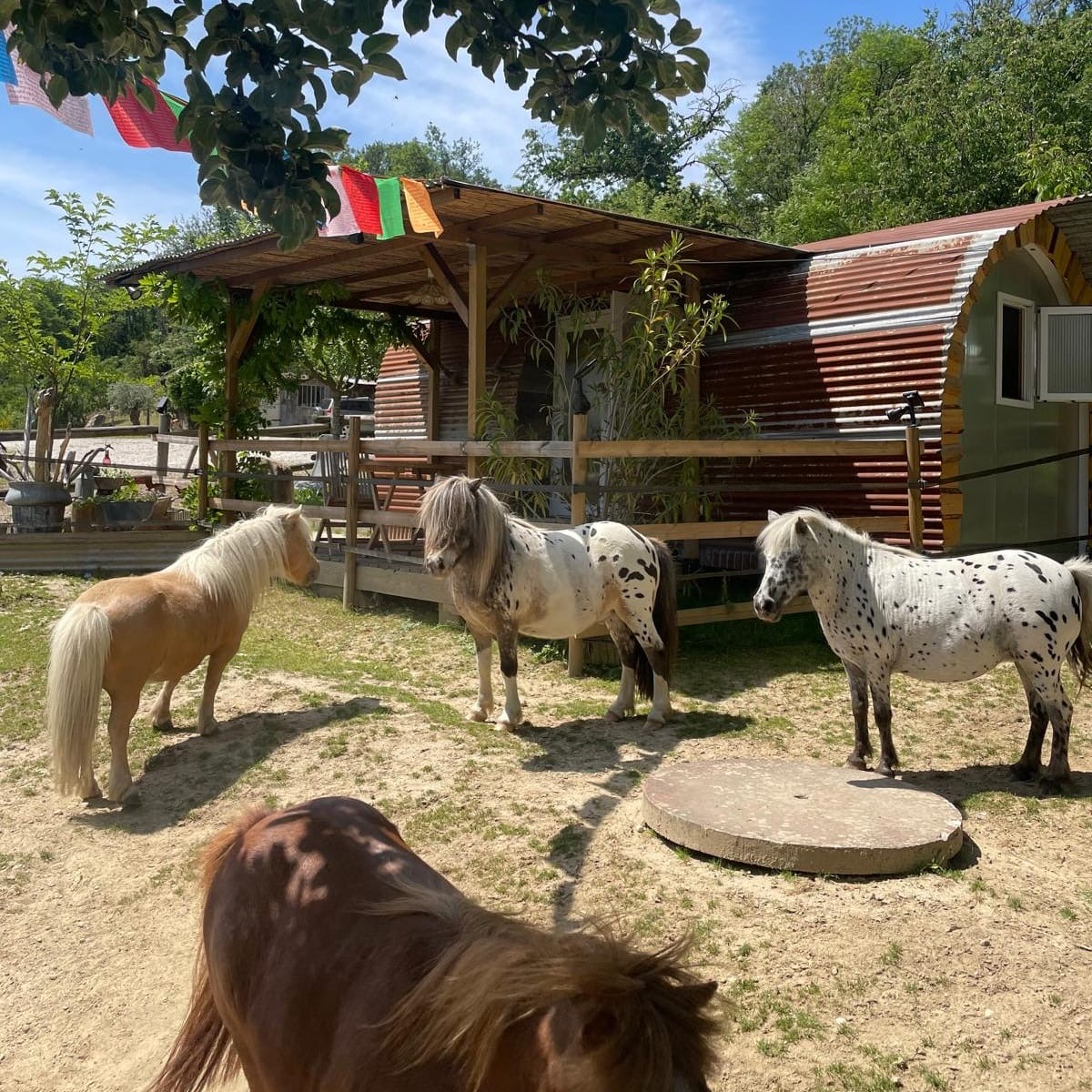 Poneys devant la roulotte des Écuries des Pious