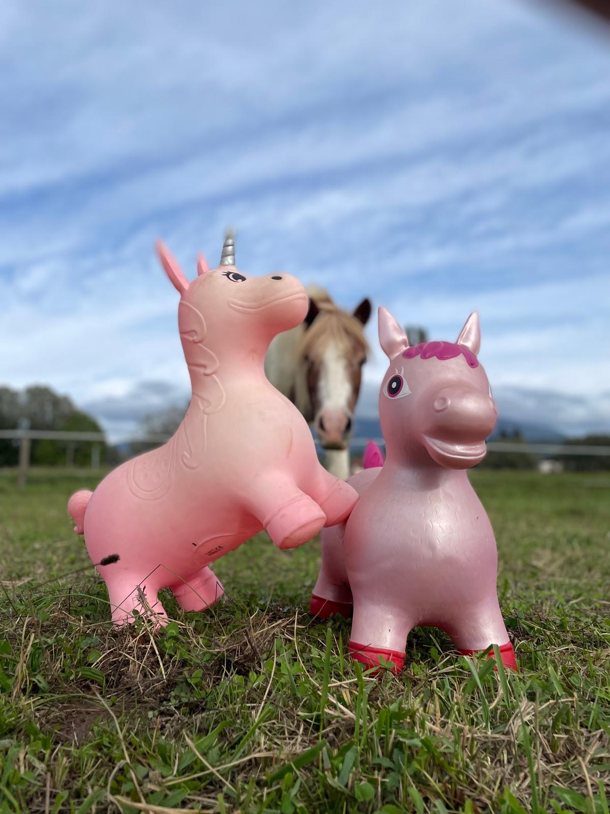 Poney au champ