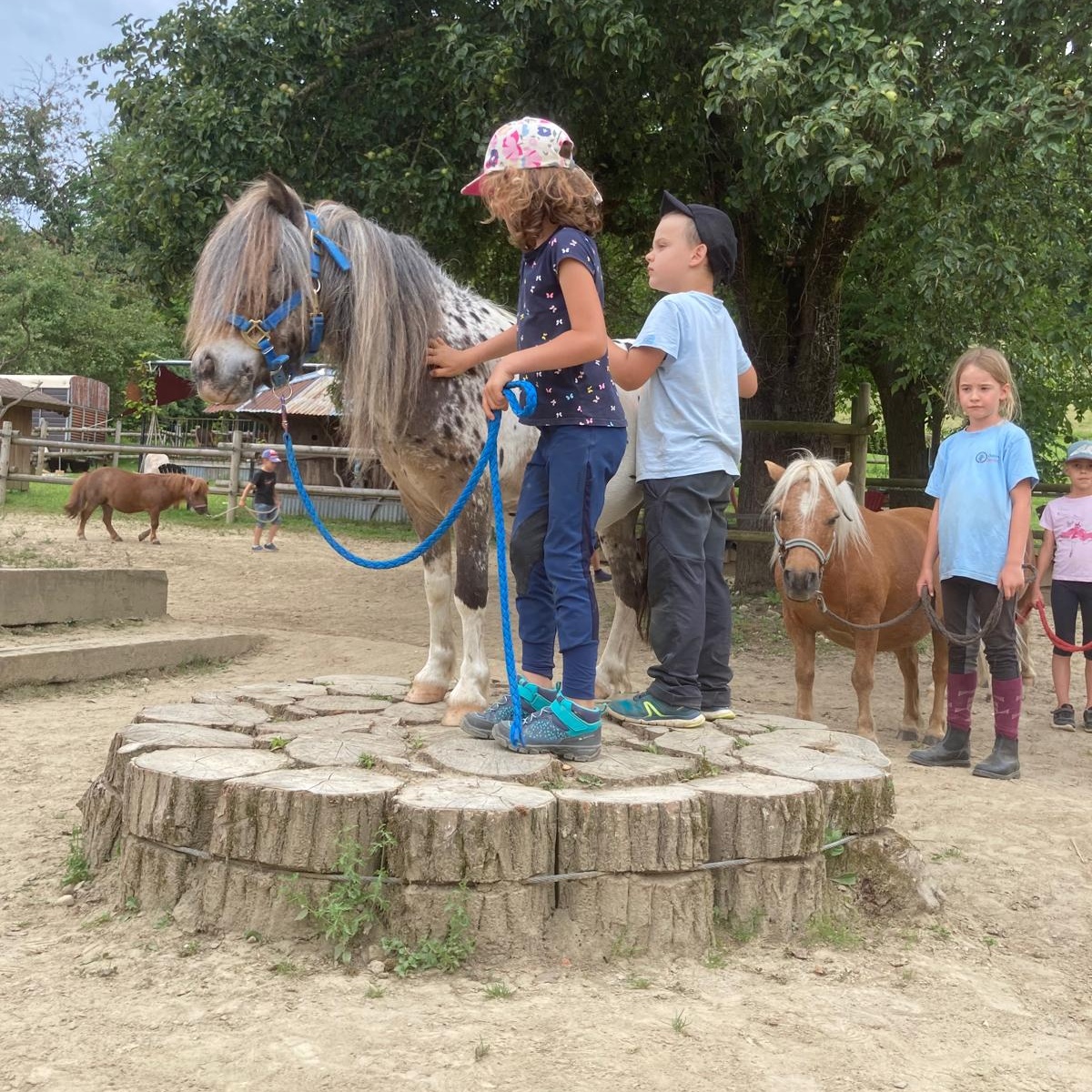 Pony Aventure, idéal pour faire du poney sans engagement